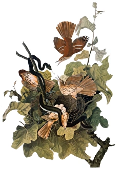 AUDUBON: THRASHER. Brown thrasher, also known as Ferruginous thrush (Toxostoma rufum) AUDUBON: THRASHER. Brown thrasher, also known as Ferruginous thrush (Toxostoma rufum)
