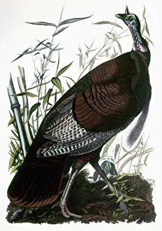 AUDUBON: TURKEY. Wild Turkey (Meleagris gallopavo), from John James Audubon's ' AUDUBON: TURKEY. Wild Turkey (Meleagris gallopavo), from John James Audubon's '