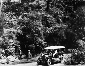 AUSTRALIA: FOREST, c1910. On the Tumut to Bega route, New South Wales, Australia AUSTRALIA: FOREST, c1910. On the Tumut to Bega route, New South Wales, Australia