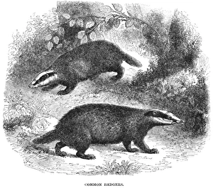 Print of a Common European badger