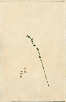BAMBOO CANE, 17th CENT. Chinese colored woodcut BAMBOO CANE, 17th CENT. Chinese colored woodcut