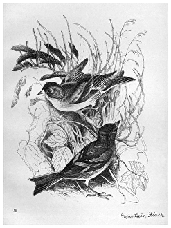 BLACKBURN: BIRDS, 1895. 'Mountain Finch.' Illustration by Jemima Blackburn, 1895 BLACKBURN: BIRDS, 1895. 'Mountain Finch.' Illustration by Jemima Blackburn, 1895