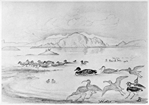 BLACKBURN: BIRDS, 1895. 'Winter - Lapwing, Turnstone, Great Northern Diver, Little Auk BLACKBURN: BIRDS, 1895. 'Winter - Lapwing, Turnstone, Great Northern Diver, Little Auk