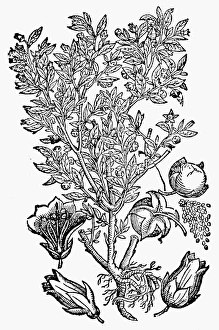 BOTANY: BELLADONNA, 1744. Atropa belladonna. Woodcut from Theodor Zwingers Theatrum BOTANY: BELLADONNA, 1744. Atropa belladonna. Woodcut from Theodor Zwingers Theatrum