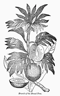 Engraved Botanicals Prints: BOTANY: BREADFRUIT TREE. Branch of the breadfruit tree. Wood engraving, 19th century