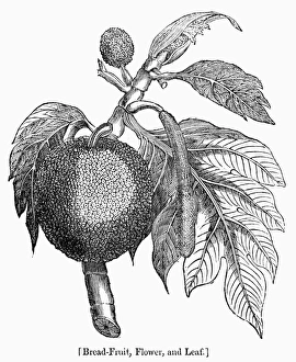 19th Century Wood Engravings Prints: BOTANY: BREADFRUIT TREE. Flower and leaf of the breadfruit tree