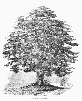 19th Century Wood Engravings Prints: BOTANY: CEDAR TREE. Cedar tree at Hampstead, England. Wood engraving, 19th century