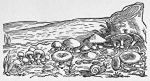 BOTANY: FUNGI, 1560. Woodcut, 1560, from Mattiolis Commentarii BOTANY: FUNGI, 1560. Woodcut, 1560, from Mattiolis Commentarii