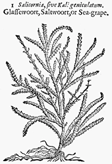 BOTANY: GLASSWORT, 1633. Salicornia. Woodcut from Thomas Johnson's edition, 1633 BOTANY: GLASSWORT, 1633. Salicornia. Woodcut from Thomas Johnson's edition, 1633