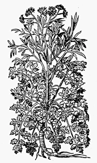 BOTANY: PARSLEY, 1579. Petroselinum crispum. Woodcut from Pietro Andrea Mattiolis BOTANY: PARSLEY, 1579. Petroselinum crispum. Woodcut from Pietro Andrea Mattiolis