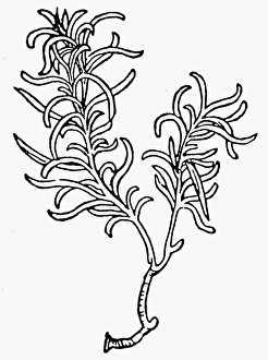 BOTANY: ROSEMARY, 1485. Rosmarinus officinalis. Woodcut from Peter Schoffers Hortus BOTANY: ROSEMARY, 1485. Rosmarinus officinalis. Woodcut from Peter Schoffers Hortus