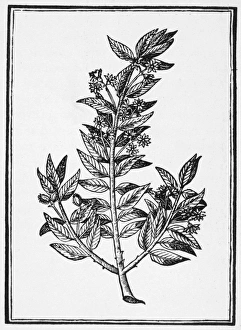 BOTANY: TREE OF SORROW. Arbor tristis. Woodcut, 1613, from Jacobus New Herbal BOTANY: TREE OF SORROW. Arbor tristis. Woodcut, 1613, from Jacobus New Herbal
