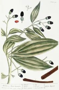 Botany Prints: Malabar Cinnamon Print, 1735