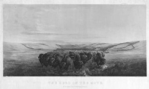 BUFFALO HERD, 1862. The Buffalo Herd on the Move BUFFALO HERD, 1862. The Buffalo Herd on the Move