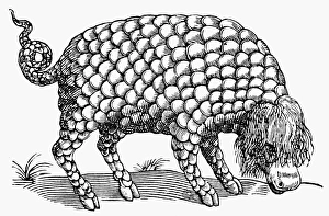 CATOBLEPAS MONSTER, 1658. The Gorgon, or Catoblepas CATOBLEPAS MONSTER, 1658. The Gorgon, or Catoblepas