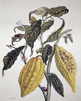 COCOA. Branch of a cocoa tree (Theobroma cacao). Line engraving by P COCOA. Branch of a cocoa tree (Theobroma cacao). Line engraving by P