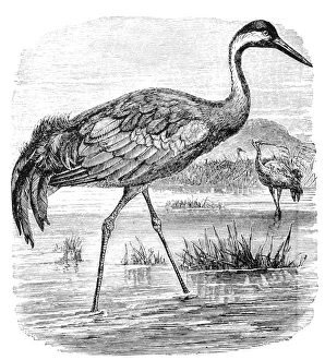 Common Crane Images Prints: Common Crane
