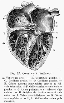 Cross section of heart. French wood engraving, late 19th century Cross section of heart. French wood engraving, late 19th century
