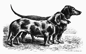 DOGS: DACHSHUNDS. Two dachshunds. Line engraving, 19th century DOGS: DACHSHUNDS. Two dachshunds. Line engraving, 19th century