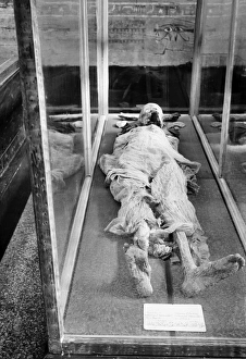 EGYPTIAN MUMMY. Ancient Egyptian mummy of a pharaoh, on display at the Cairo Museum EGYPTIAN MUMMY. Ancient Egyptian mummy of a pharaoh, on display at the Cairo Museum