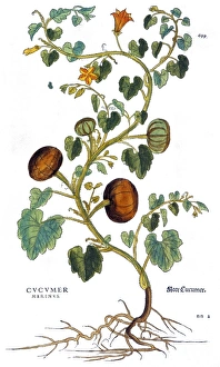GOURD, 1735. Gourd (cucumis marinus). Engraving by Elizabeth Blackwell from her book ' GOURD, 1735. Gourd (cucumis marinus). Engraving by Elizabeth Blackwell from her book '