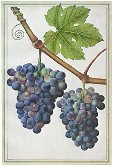 Grape-vine. Watercolor, Jacques Le Moyne de Morgues, c1585 Grape-vine. Watercolor, Jacques Le Moyne de Morgues, c1585