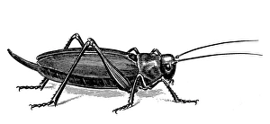 Prints of GRASSHOPPER. Line engraving Grasshopper Prints: Grasshopper Line Engraving Print