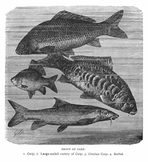 A GROUP OF CARP. Common carp (Cyprinus carpo), large-scaled variety of carp, Crucian Carp A GROUP OF CARP. Common carp (Cyprinus carpo), large-scaled variety of carp, Crucian Carp