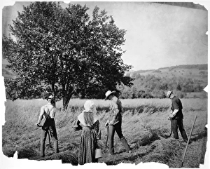 HARVESTING, 1901. American farm scene, 1901 HARVESTING, 1901. American farm scene, 1901
