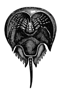 Horseshoe Crab Print, Line Engraving, c1882