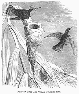 HUMMINGBIRDS. Nest of ruby and topaz hummingbirds. Line engraving, 19th century HUMMINGBIRDS. Nest of ruby and topaz hummingbirds. Line engraving, 19th century
