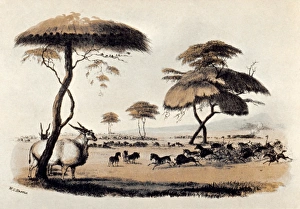 HUNTING AT MERITSANE, South Africa. Illustration, 1841, by Sir William Cornwallis Harris HUNTING AT MERITSANE, South Africa. Illustration, 1841, by Sir William Cornwallis Harris