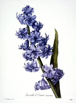 HYACINTH (Hyacinthus orientalis). Engraving after painting, 1833, by P.J. Redoute HYACINTH (Hyacinthus orientalis). Engraving after painting, 1833, by P.J. Redoute