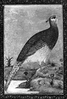 INDIA: BIRD. Mughal painting, 17th century INDIA: BIRD. Mughal painting, 17th century