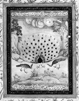 INDIA: PEACOCK AND HENS. Mughal painting, early 17th century INDIA: PEACOCK AND HENS. Mughal painting, early 17th century