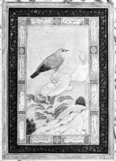 INDIA: THRUSHES. Thrushes in a landscape. Mughal painting, early 17th century INDIA: THRUSHES. Thrushes in a landscape. Mughal painting, early 17th century