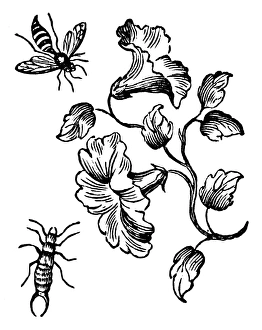 INSECTS: BEE & EARWIG. Woodcut by Thomas Bewick, early 19th century INSECTS: BEE & EARWIG. Woodcut by Thomas Bewick, early 19th century