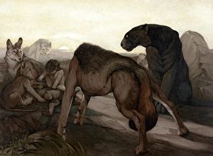 JUNGLE BOOK, 1903. 'Council Rock.' Illustration by Edward and Maurice Detmold for JUNGLE BOOK, 1903. 'Council Rock.' Illustration by Edward and Maurice Detmold for
