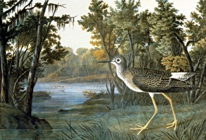 LESSER YELLOWLEGS (Tringa flavipes). Lithograph, 1858, after John James Audubon LESSER YELLOWLEGS (Tringa flavipes). Lithograph, 1858, after John James Audubon