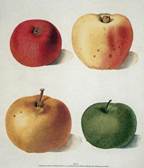Malus domestica. Aquatint by George Brookshaw, 1816-17 Malus domestica. Aquatint by George Brookshaw, 1816-17