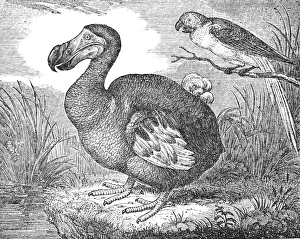 Prints of THE MAURITIUS DODO (Raphus cucullatus). A now extinct flightless bird. Wood engraving, 1833, after a painting in the British Museum Dodo Prints: The Mauritius Dodo Print, Wood Engraving 1833
