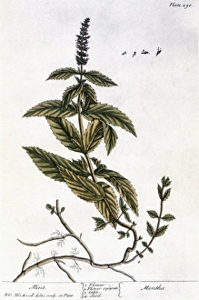 MINT PLANT, 1735. Mint (mentha). Line engraving by Elizabeth Blackwell for her book ' MINT PLANT, 1735. Mint (mentha). Line engraving by Elizabeth Blackwell for her book '