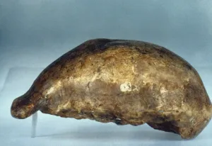 Prints of SKULL OF JAVA MAN. Lateral view of cast of skull of Java Man (Pithecanthropus erectus) discovered at Trinil in East Java, Indonesia by Eugene Dubois, 1891 Neolithic And Paleolithic Era Prints: Print of Java Man Skull Lateral View