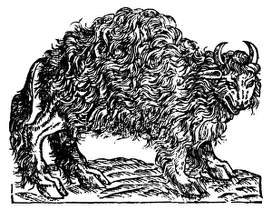 NEW WORLD: BUFFALO, 1557. The buffalo. Woodcut from Andre Thevets Les Singularitez NEW WORLD: BUFFALO, 1557. The buffalo. Woodcut from Andre Thevets Les Singularitez