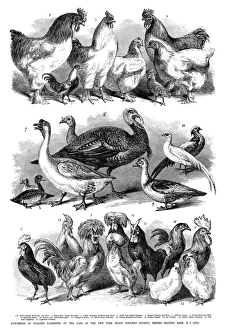 POULTRY, 1869. Specimens of poultry exhibited at the fair of the New York State Poultry POULTRY, 1869. Specimens of poultry exhibited at the fair of the New York State Poultry