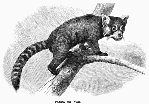 RED-TAILED PANDA. Line engraving, 19th century RED-TAILED PANDA. Line engraving, 19th century
