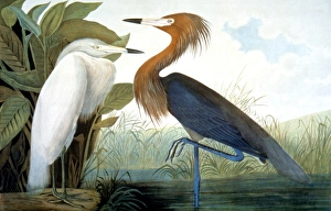 REDDISH EGRET, or Purple Heron (Ardea rufescens): lithograph, 1858 REDDISH EGRET, or Purple Heron (Ardea rufescens): lithograph, 1858