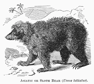 SLOTH BEAR. Asiatic or sloth bear (Ursus labiatus). Line engraving, 19th century SLOTH BEAR. Asiatic or sloth bear (Ursus labiatus). Line engraving, 19th century