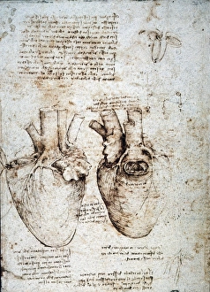 Studies of an ox heart by Leonardo da Vinci, c1512, pen and ink Studies of an ox heart by Leonardo da Vinci, c1512, pen and ink