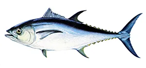 TUNA. A female bluefin tuna (Thunnus thynnus)